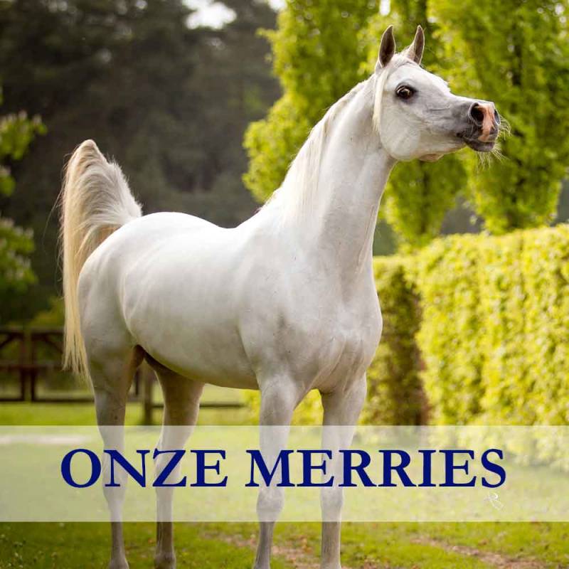 Arabian-Stud-Europe-merries