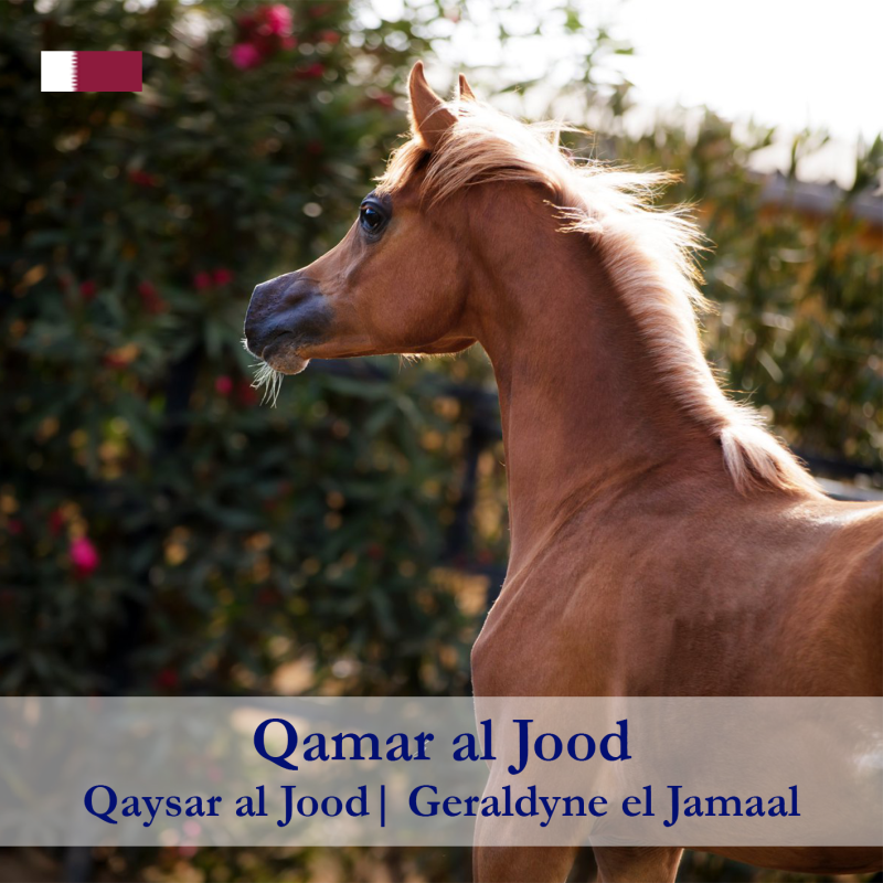 Qamar-al-jood