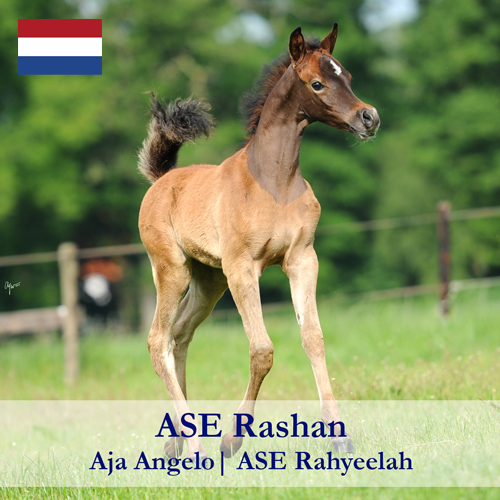 ASE-Rashan