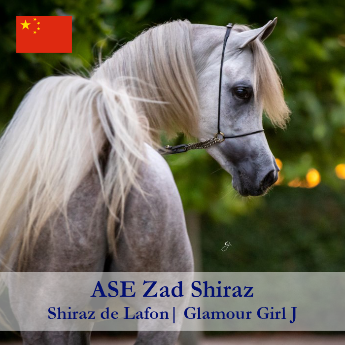 ASE-Zad-Shiraz