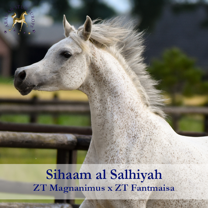 Sihaam_al-Salhiyah