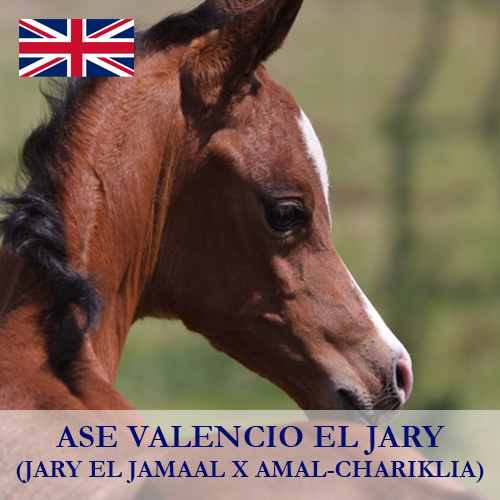 ASE-valencio-el-jary