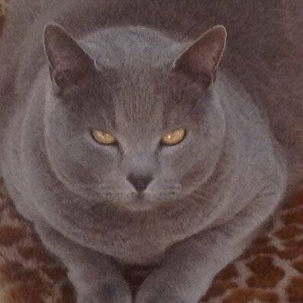 kat