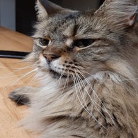 mitsy-2-standard.jpg
