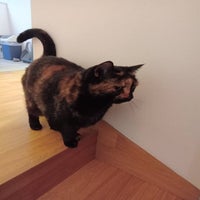 nala-standard.jpg