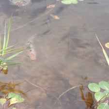 poisson-1-standard.jpg