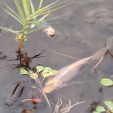 poisson-standard.jpg
