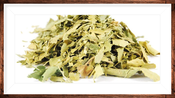 Feuille de citronnier