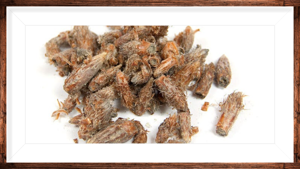 Pin sylvestre bourgeons