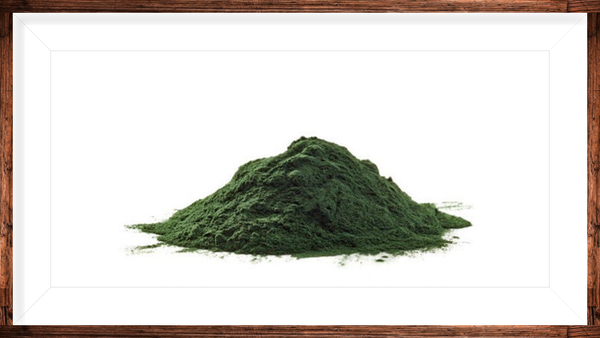 Poudre de Spiruline