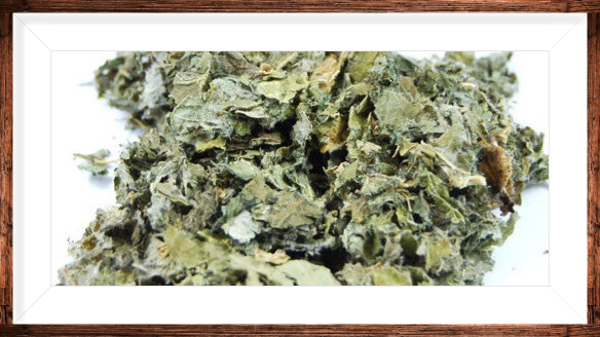 Bardane grande sommité fleurie