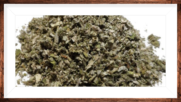 Bouillon blanc molène