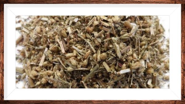 Achillé millefeuille