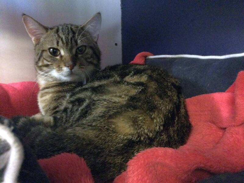 Getijgerde kater, 1j.