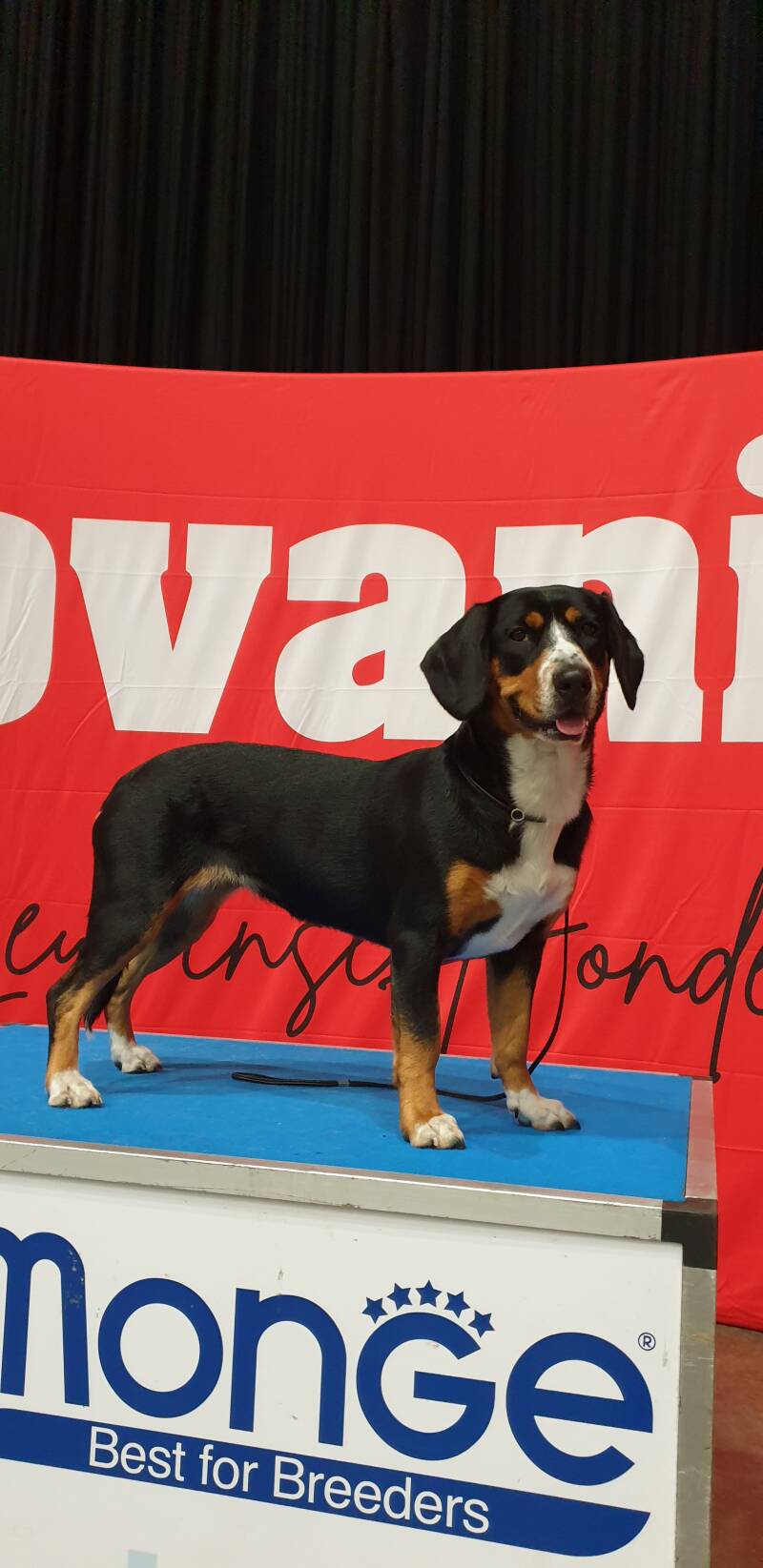 Entlebucher Sennenhonden De Merover