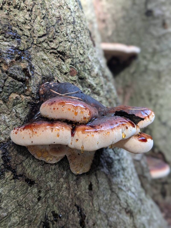 Brackets & Polypores Mushroom Walk