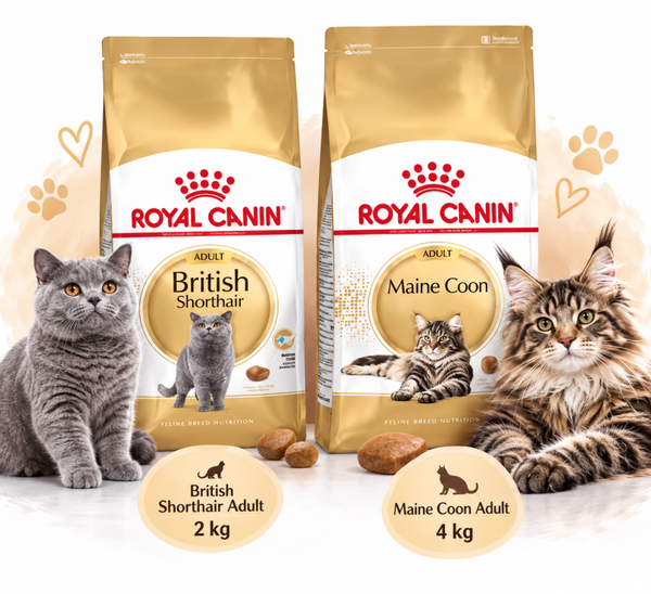 Royal Canin Rasvoeding – Maine Coon & British Shorthair 🐾