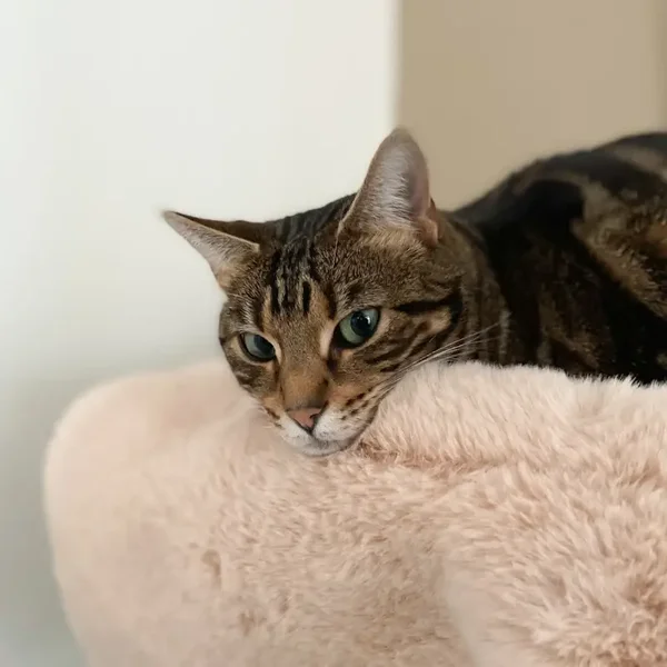 Hoopo Flip Kattenbed – warm én koel slapen 🐱💤