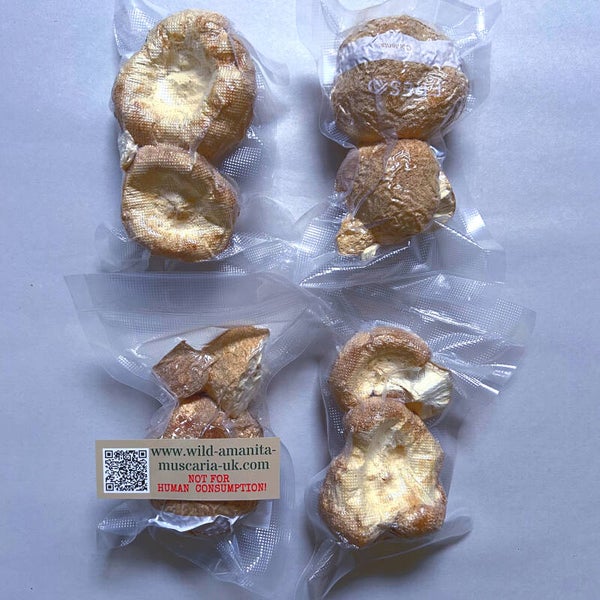 Dried Mushrooms 150 g Lion's Mane