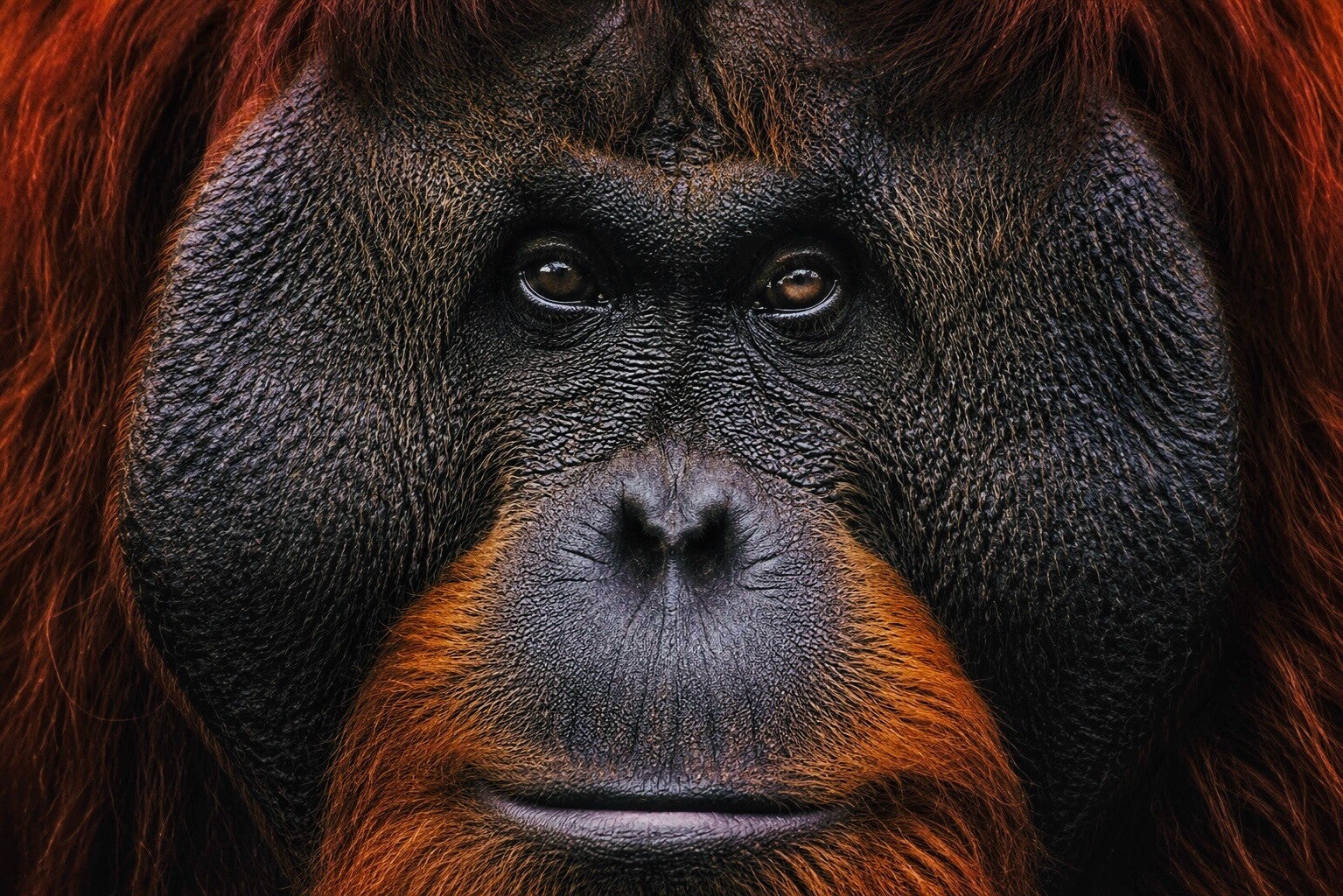 Orangutang