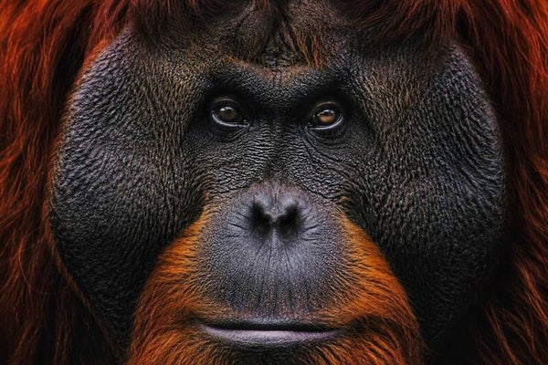 Orangutang