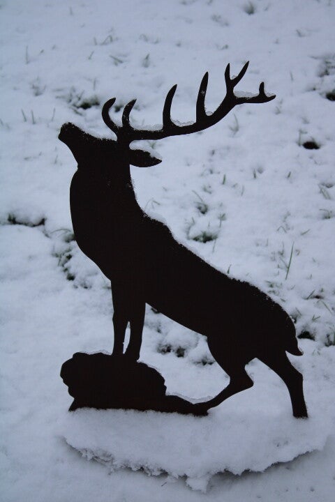 Hert brullend op plateau roest staal