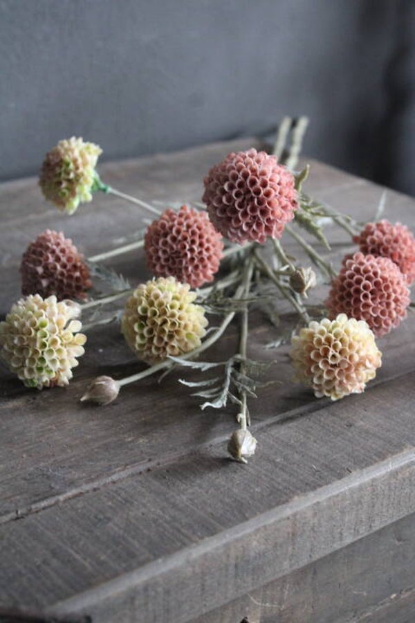 Dried Dahlia Pink/creme range 60 cm Sylxz