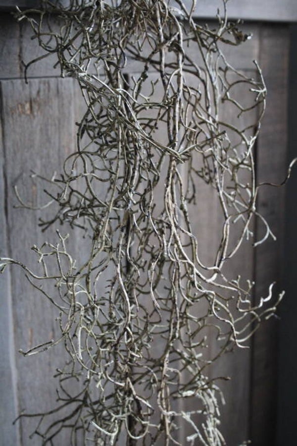 Brynxz Tillandsia hangend brown 120 cm