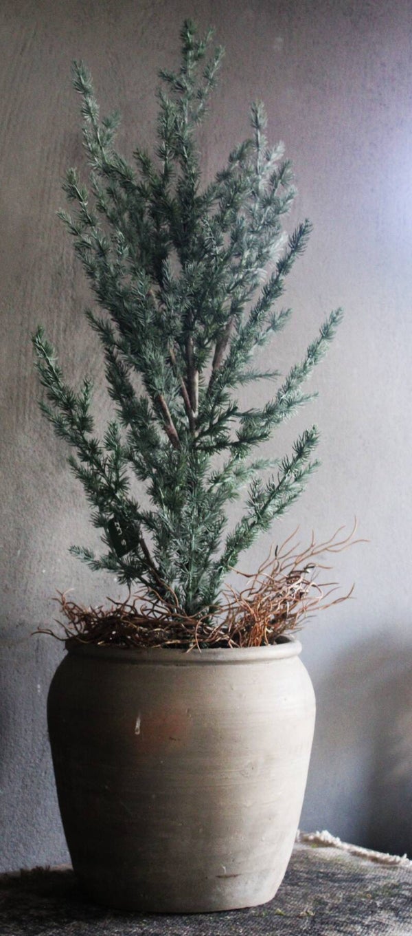 Tree ceder grey Brynxz / cederboompje