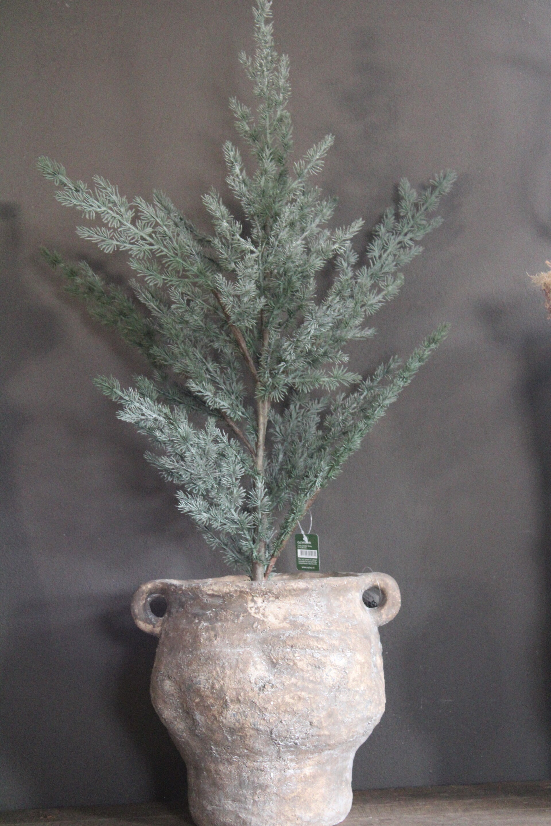 Cederboompje ceder tree brynxz