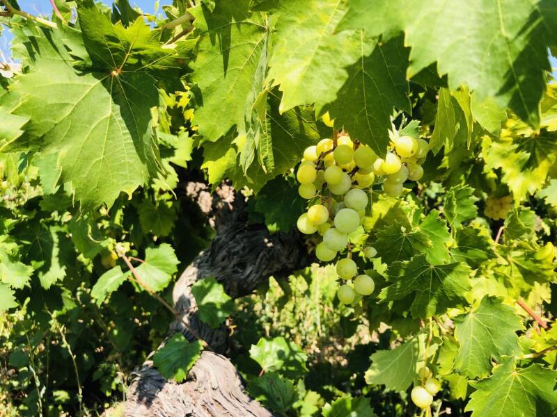 Muscat druiven Samos in de wijngaarden van Vakakis