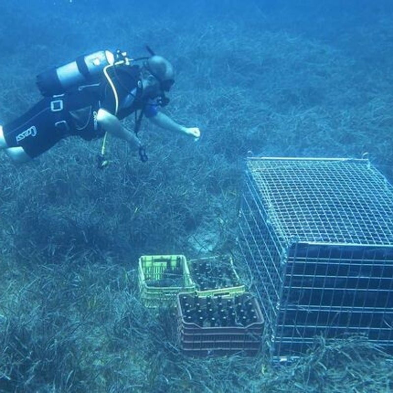 bestevansamos-duikerbijdewijnonderwater.jpg