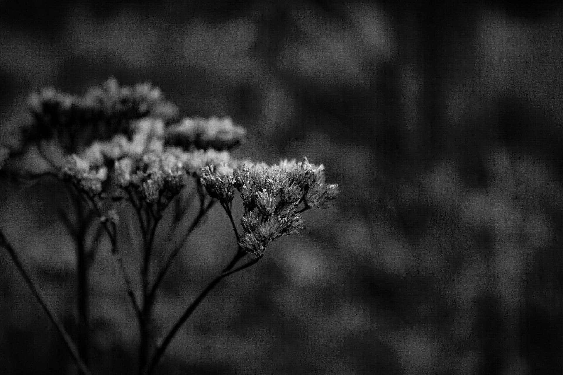 img_5794-standard.jpg