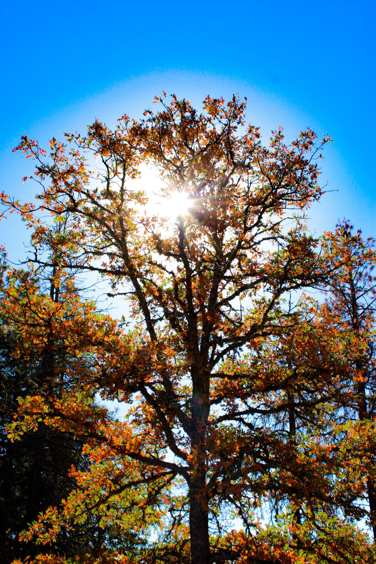 img_6045-standard.jpg