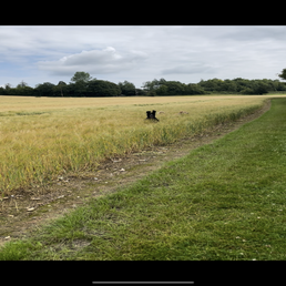 img_3991-standard.png