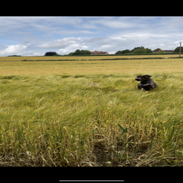 img_3997-standard.png
