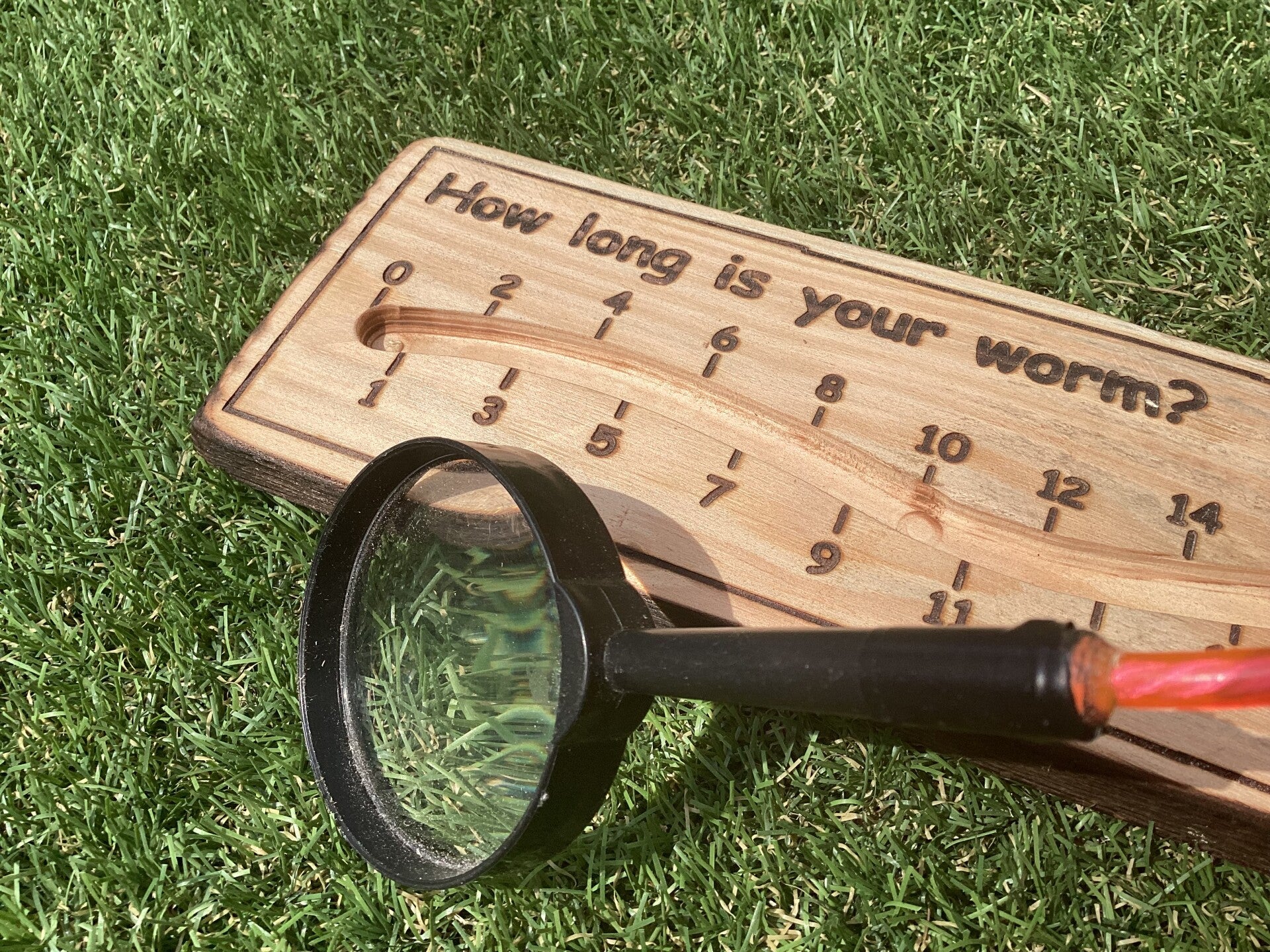 Worm Ruler, 25cm long | Forest School Signs