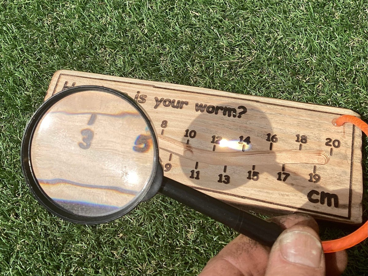 Forest Ruler Worm Ruler, 25cm long | Forest School Signs