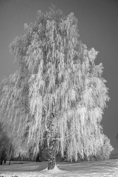 Snødekt tre 