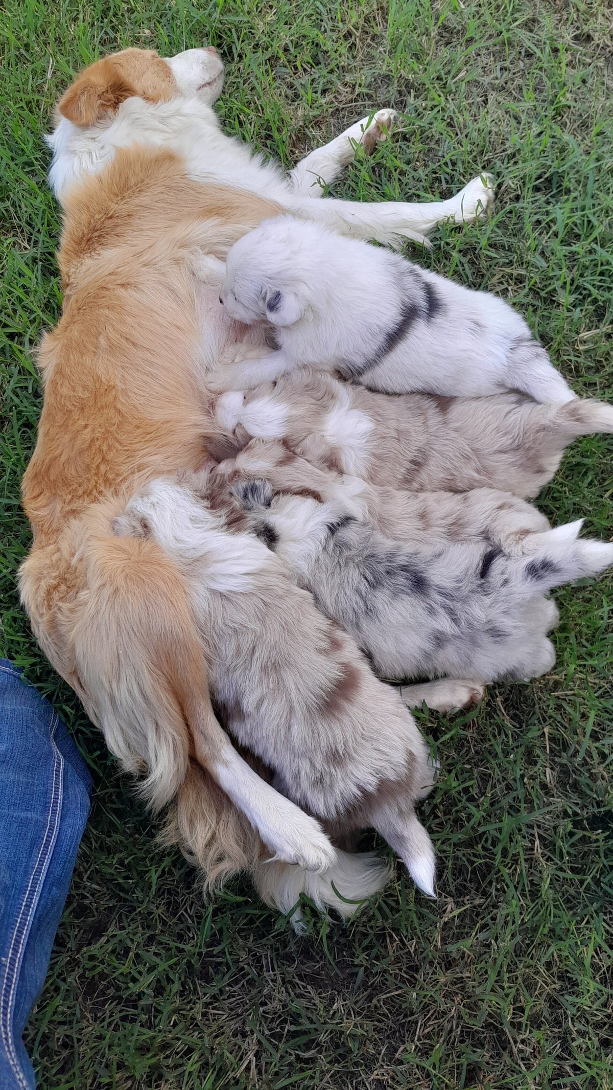 Our Breeding Process | Julie's Australian Shepherds