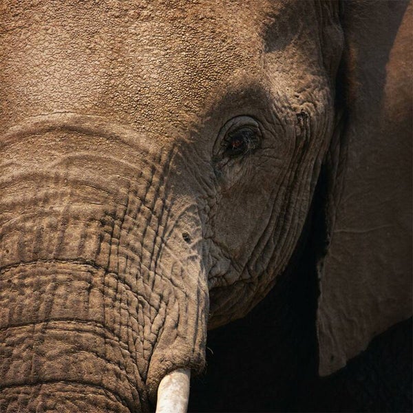 Glasschilderij 80x80 GLAS080080-084