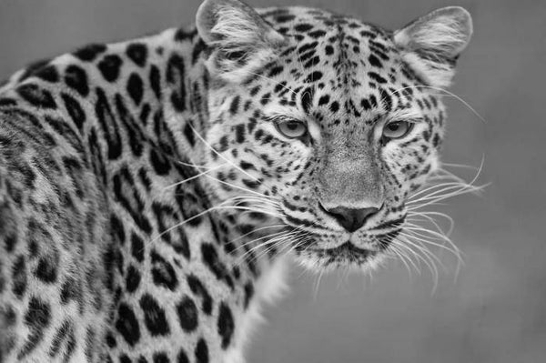 Glasschilderij 80x120 GLAS080120-338