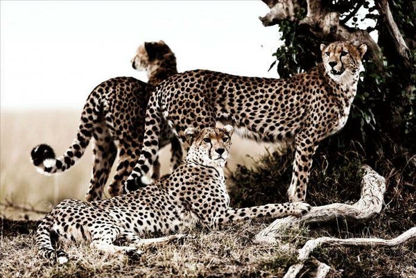 Glasschilderij 120x80 GLAS080120-339