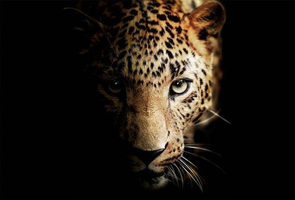 Glasschilderij 120x80 GLAS080120-456