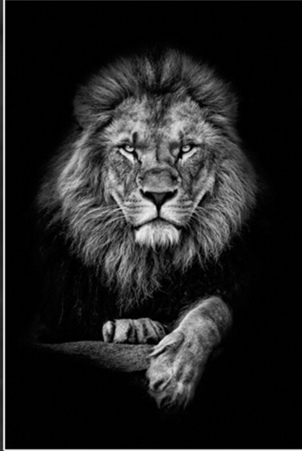 Glasschilderij mannelijke leeuw