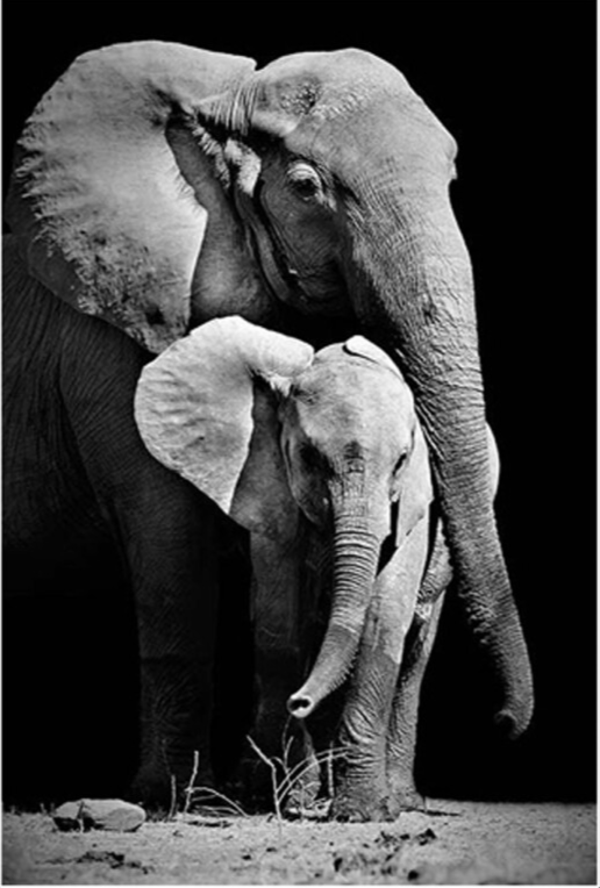 Glasschilderij twee olifanten