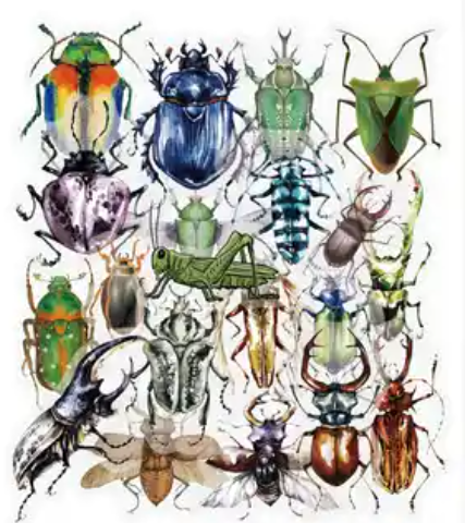 Transparante stickers Insect 40st