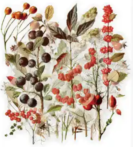 Transparante stickers Berry 40st