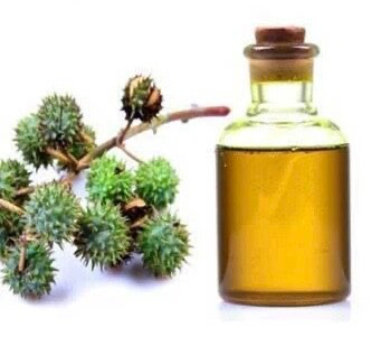 Traditional Dominican cocoa sticks made from locally grown cacao.