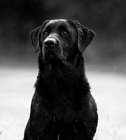 Owners Dog, Koa, who started it all